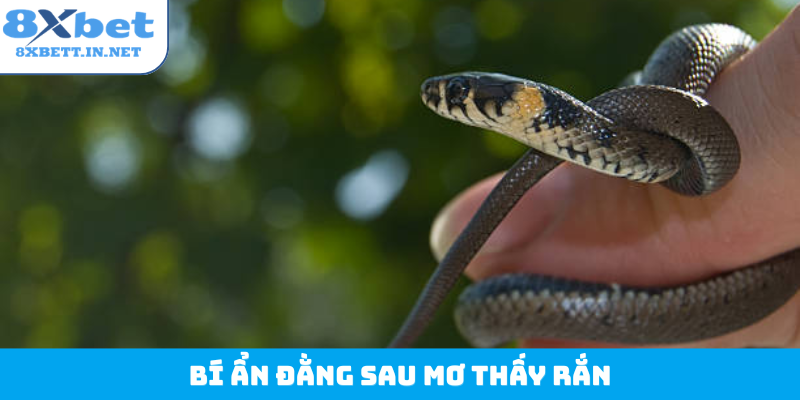 Bí ẩn đằng sau mơ thấy rắn